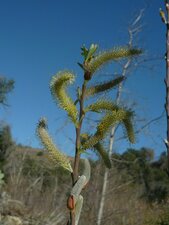 Salix lasiolepis Bud